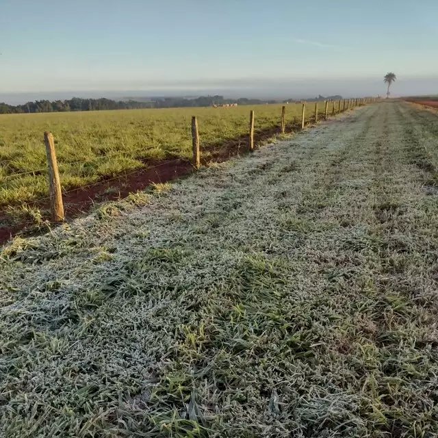 MS tem mínima de 1,6 grau e geada atinge 12 municípios.