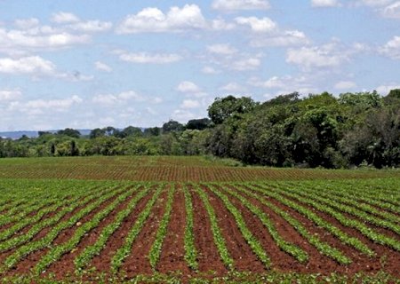 Plantio da soja em MS segue proibido até o dia 15 de setembro