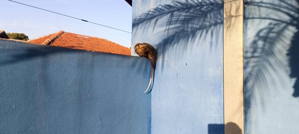 PMA de Batayporã captura Gamba em escola no centro da cidade e o reintroduz na natureza