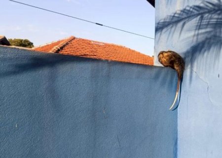 PMA de Batayporã captura Gamba em escola no centro da cidade e o reintroduz na natureza