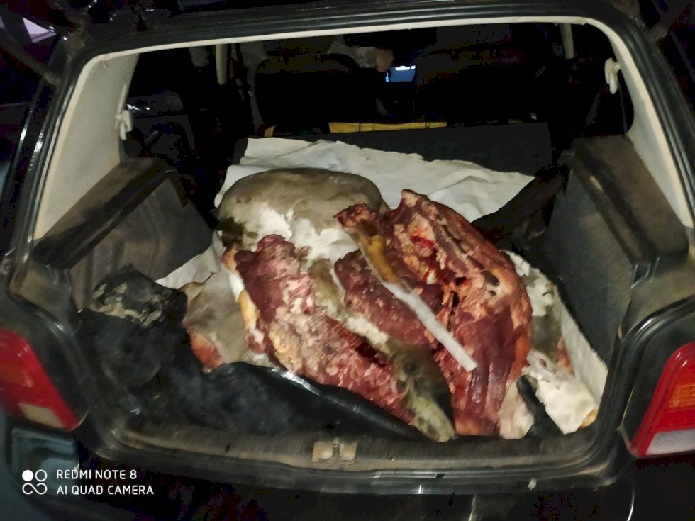 PMA prende pai e filho por furto de gado e apreende dois veículos, barco, morto e gado abatido, segundo caso este ano.