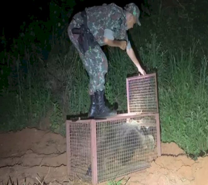 Polícia Militar Ambiental de Batayporã captura tamanduá-bandeira à noite no centro cidade