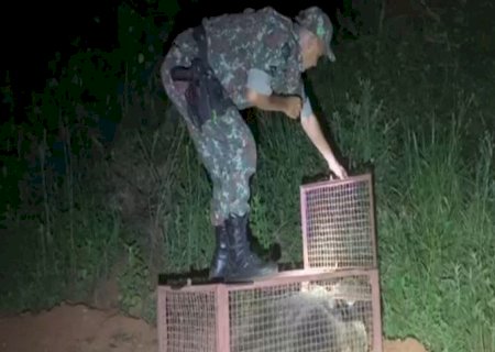Polícia Militar Ambiental de Batayporã captura tamanduá-bandeira à noite no centro cidade