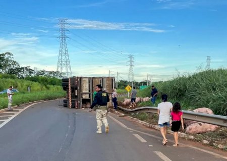 Carreta com porcos tomba, e 150 pessoas 'saqueiam' carga viva em MS