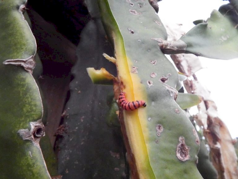 Extensionistas da Agraer orientam produtores sobre praga na lavoura de Pitaya em MS