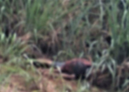 Homem é encontrado morto com ferimentos de faca no pescoço as margens da BR-163