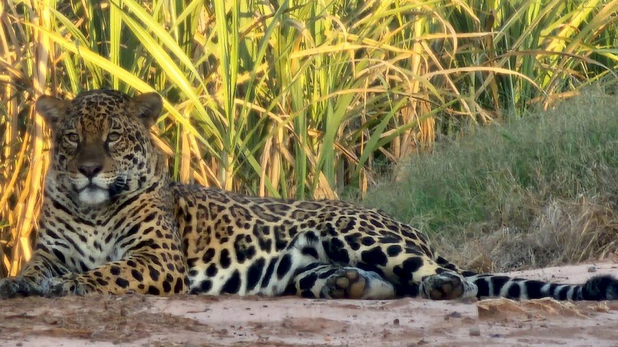 \'Privilégio para poucos e importante registro para a fauna da região\', diz morador de Taquarussu após fotografar onça-pintada em propriedade rural do município