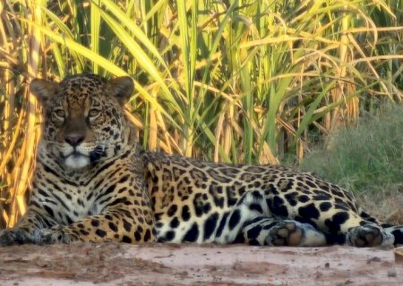 'Privilégio para poucos e importante registro para a fauna da região', diz morador de Taquarussu após fotografar onça-pintada em propriedade rural do município