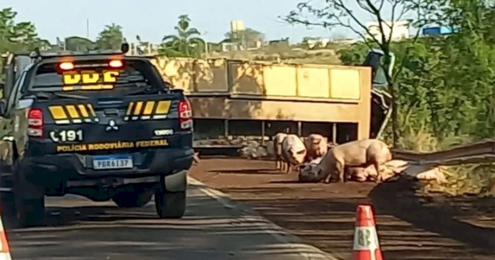Caminhão carregado de porcos tomba em acidente na BR-376 entre Dourados e Fátima do Sul