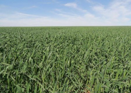 Área reservada à agropecuária no país cresceu 50% em 37 anos.
