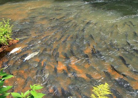 PMA orienta pescadores sobre início da piracema