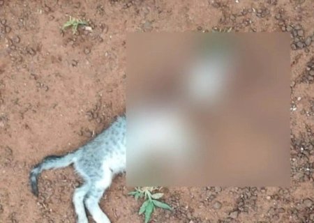 Polícia prende suspeito de arrancar cabeça de gato da esposa e ameaçá-la: 'também vou decepar você'
