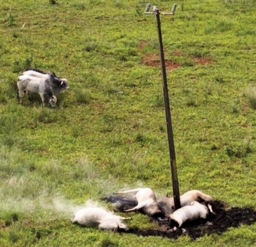Falha em rede elétrica causa morte de bovinos e mais de R$ 20 mil em prejuízo em fazenda