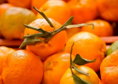 Doença greening: Iagro alerta sobre riscos na compra de mudas irregulares em MS