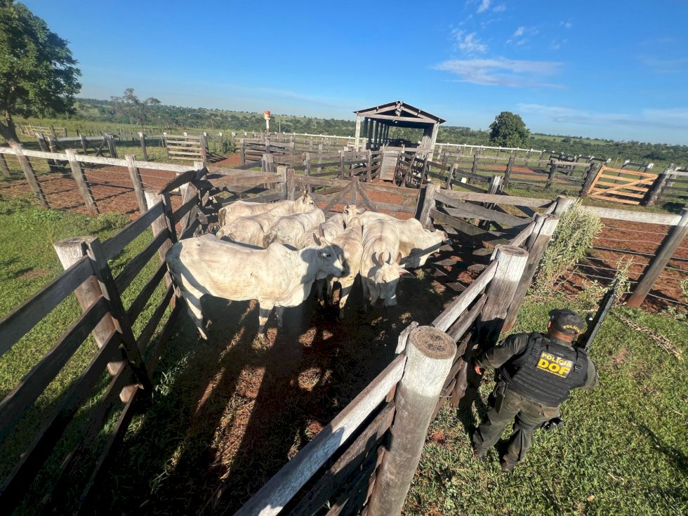 DOF prende cinco pessoas envolvidas no furto de oito vacas em Nova Andradina
