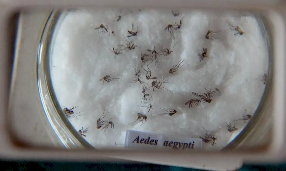 Dia D contra a dengue convoca população a eliminar focos do mosquito