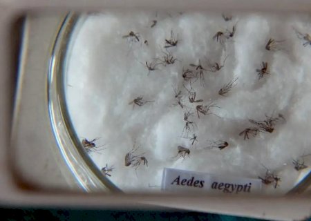 Dia D contra a dengue convoca população a eliminar focos do mosquito