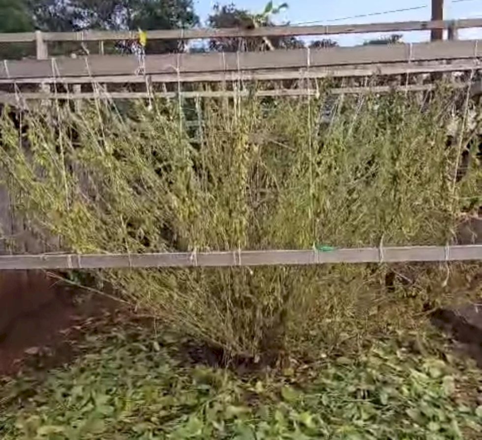 Produtor Paraguaio quebra recorde com pé de soja gigante