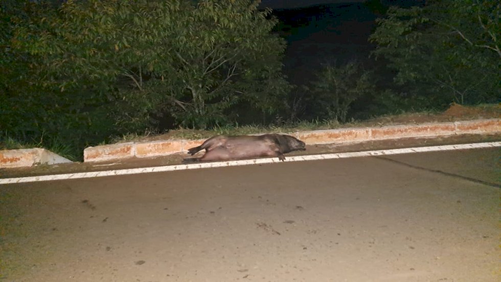Angélica - Motociclista fica ferido na MS 141 ao atropelar animal silvestre