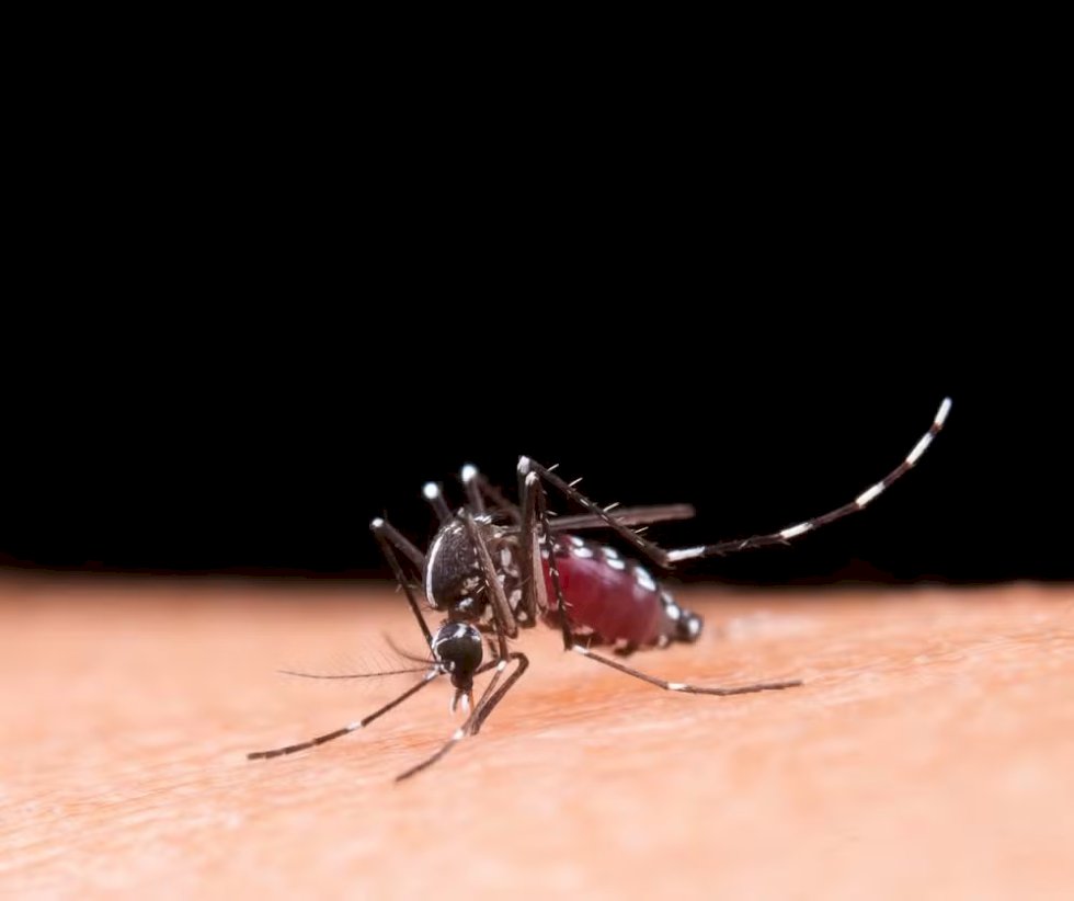 MS confirma mais 4 mortes por dengue; menina de 8 anos está entre novas vítimas