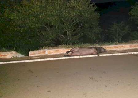 Angélica - Motociclista fica ferido na MS 141 ao atropelar animal silvestre