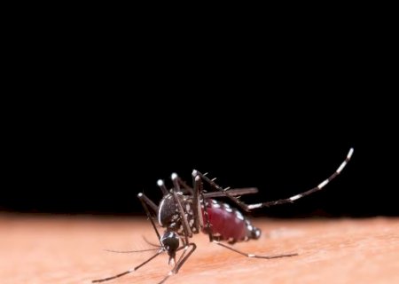 MS confirma mais 4 mortes por dengue; menina de 8 anos está entre novas vítimas