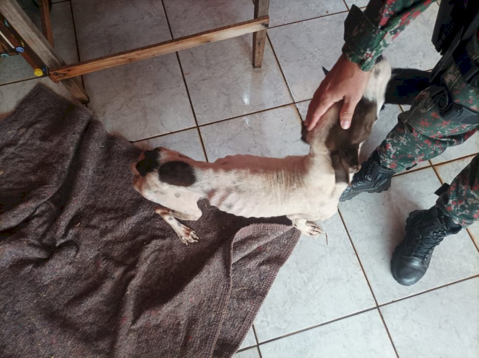PMA de Batayporã autua proprietário de animal em R$ 1.000.00 por maus tratos