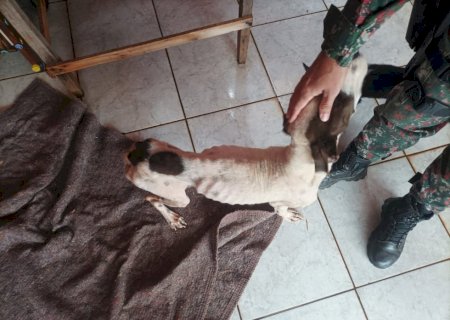 PMA de Batayporã autua proprietário de animal em R$ 1.000.00 por maus tratos