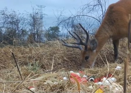 Para preservar fauna do Pantanal, grupo técnico atua em ações de fuga e aporte nutricional dos animais