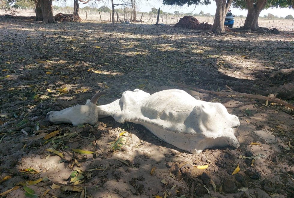 PMA investiga responsavél por gado abandonado em fazenda às margens de rio