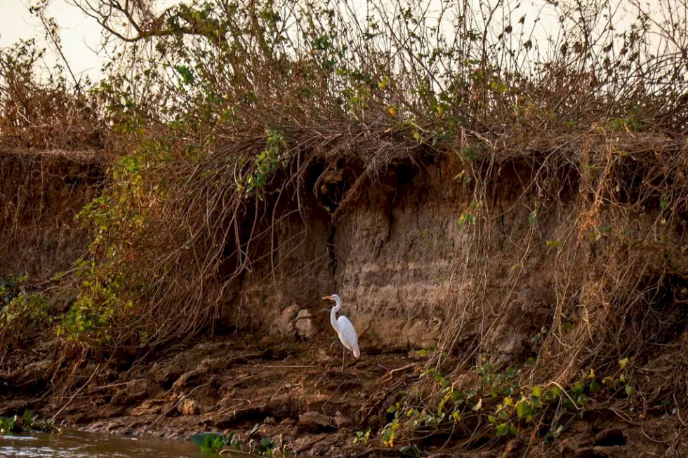 Brasil enfrenta pior seca da história e MS é um dos estados mais afetados