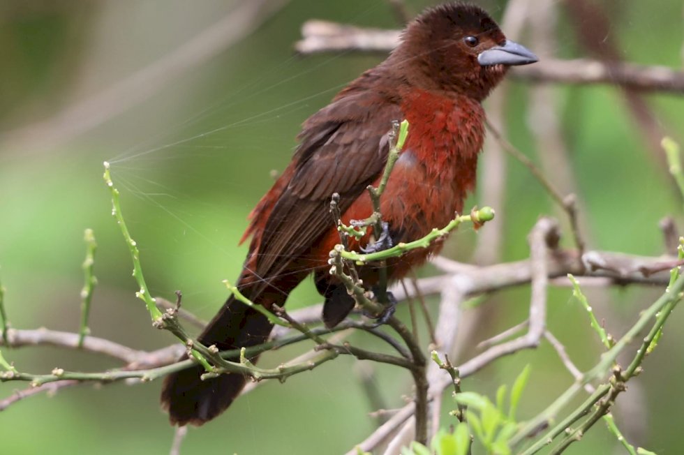 Parque estadual de Mato Grosso do Sul é reconhecido entre os Top 10 do Brasil em observação de aves