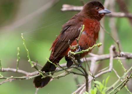 Parque estadual de Mato Grosso do Sul é reconhecido entre os Top 10 do Brasil em observação de aves