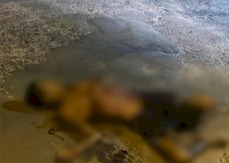 Homem morre após ser esfaqueado no tórax