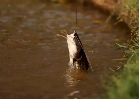 Deputado propõe 'cota zero' a 29 espécies de peixe em MS