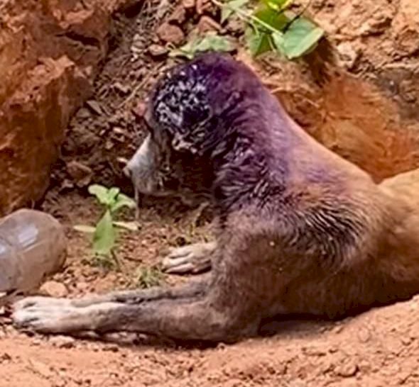 Mulher é presa pela Polícia Civil, por maus-tratos a animais