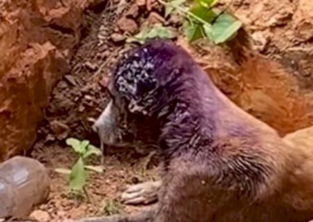 Mulher é presa pela Polícia Civil, por maus-tratos a animais