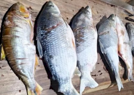 Deodápolis - PMA apreende embarcação e pescado ilegal em operação no Rio Dourados