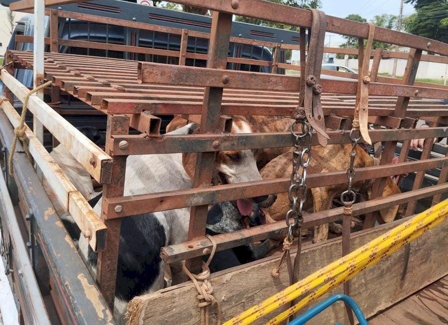 Nova Andradina - PMA autua homem por maus-tratos a animais e porte ilegal de arma