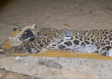 Onça que abateu seu Jorge foi capturada na madrugada desta quinta-feira