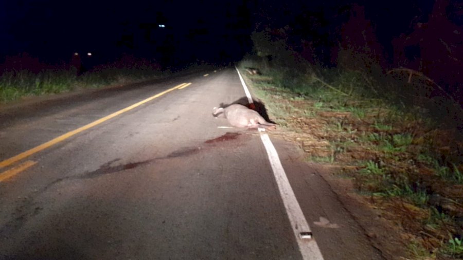 Anta é atropelada e morta próximo à Serra Sucuriú