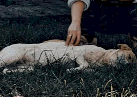 Idoso é conduzido à delegacia após denúncia de abuso a animal em Nova Andradina