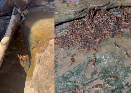 Por que peixes bagres conseguem escalar cachoeira de até 4 metros em MS