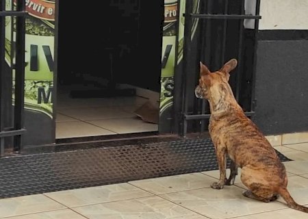 Amigo fiel ' tunha' aguarda tutor registrar BO na delegacia