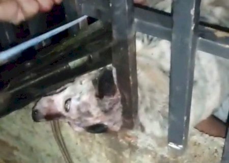 Nova Andradina: Cachorra atacada por pitbull é sacrificada após não resistir aos ferimentos