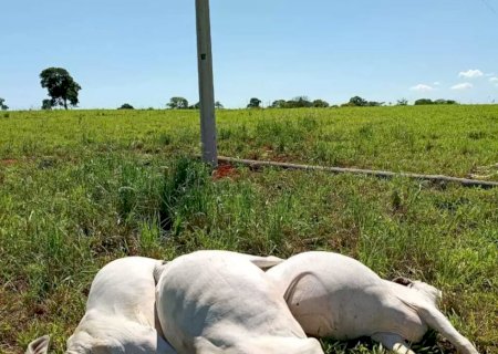 Poste de energia cai em fazenda e seis vacas da raça Nelore morrem eletrocutadas