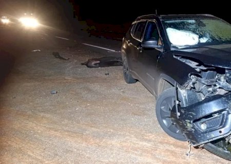 Colisão com anta deixa veículo danificado na BR-267