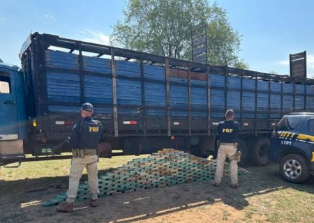Caminhoneiro é preso com quase 200 kg de cocaína escondida embaixo de gado em MS